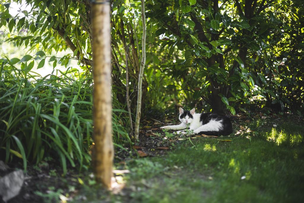 Domaine De Terrac Bed & Breakfast Rimont Ngoại thất bức ảnh